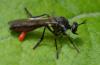 Dioctria hyalipennis